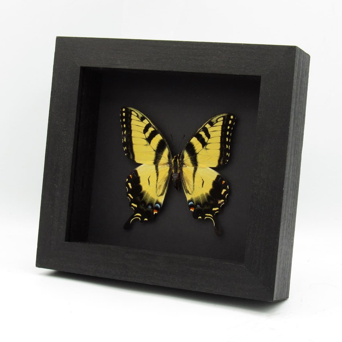 Real yellow Tiger Swallowtail butterfly framed taxidermy - Papilio glaucus