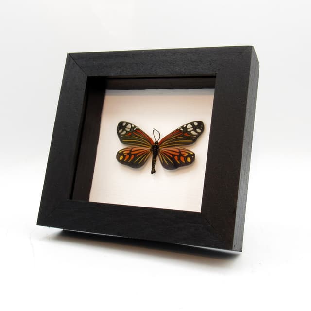 Rare red Zygaenid moth framed taxidermy - Campylotes histrionicus