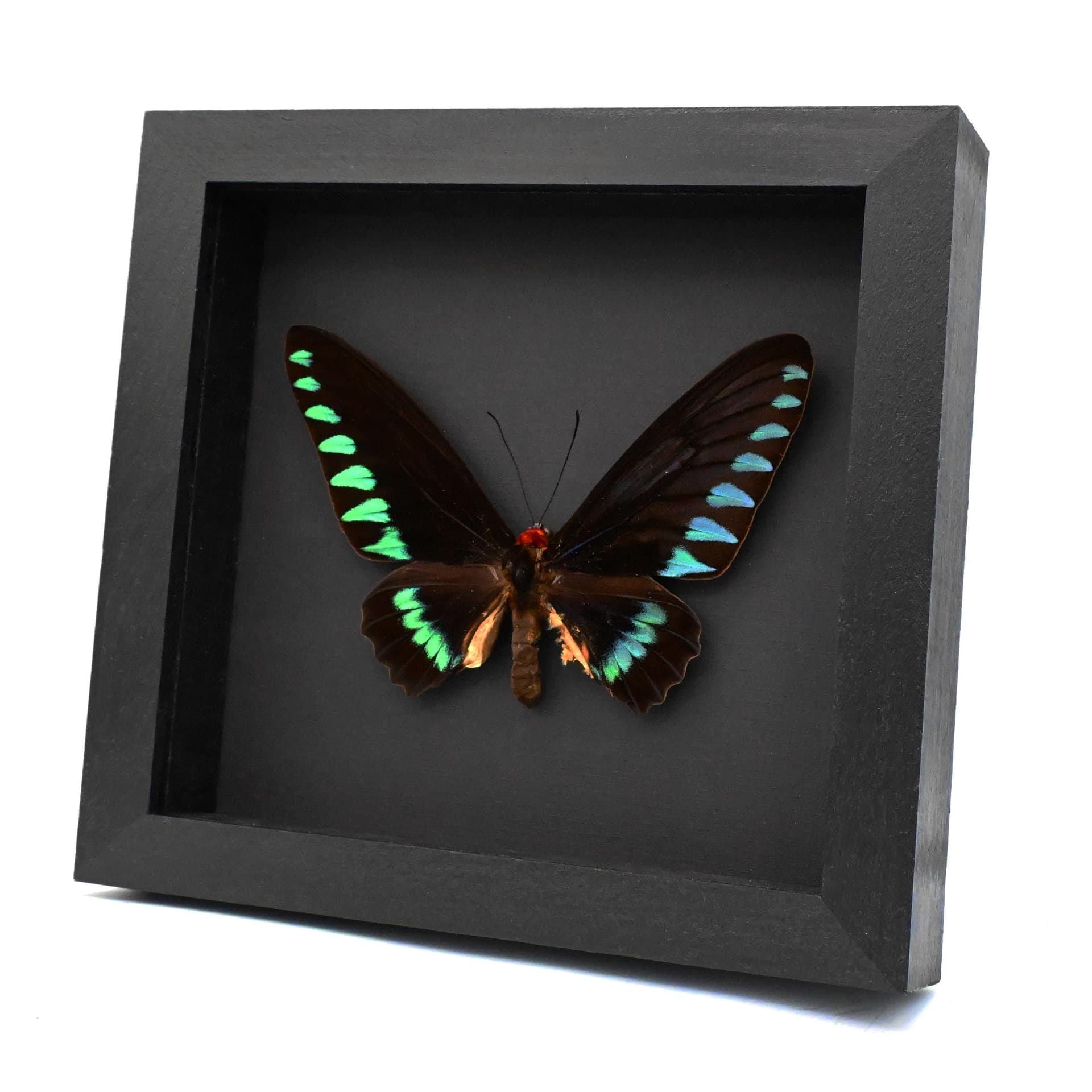 Giant Palawan Birdwing butterfly framed specimen - Trogonoptera trojana