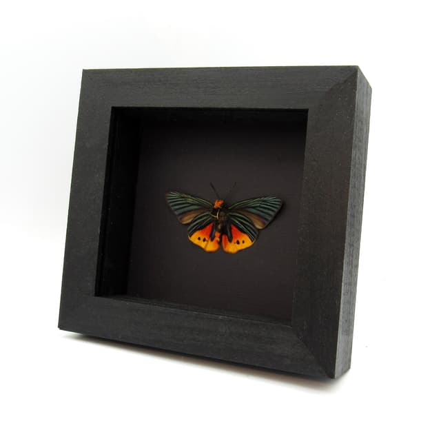 Rare Flame Tip Skipper butterfly framed taxidermy - Choaspes illuensis ornatus - Victorian mount