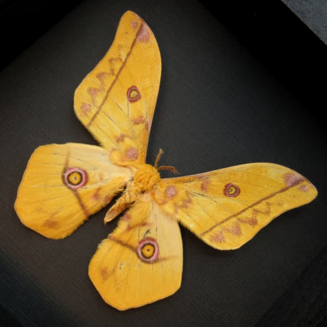 Real Giant Emperor moth framed taxidermy - Nudaurelia dione