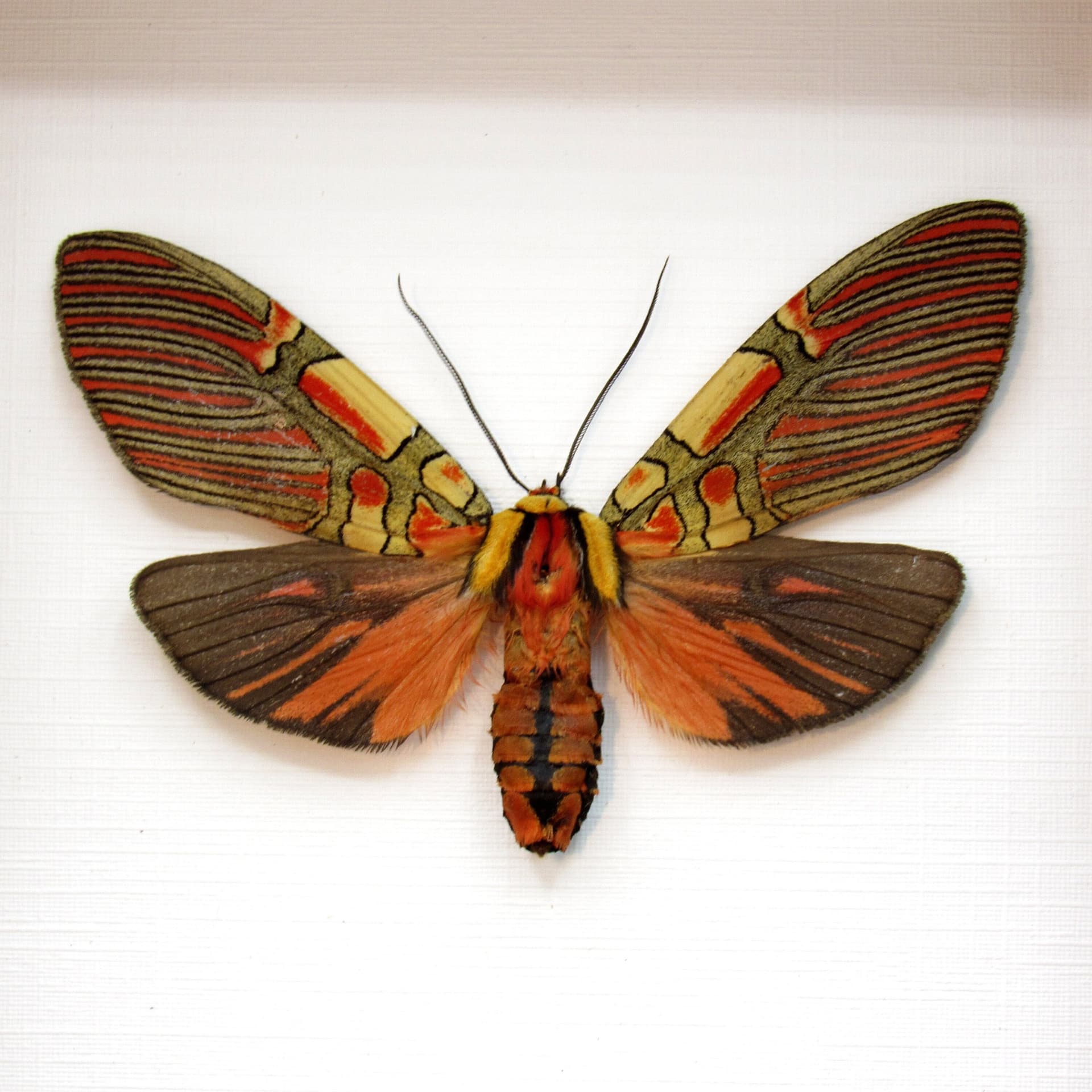 Rare red Erebid moth framed taxidermy - Anaxita constricta