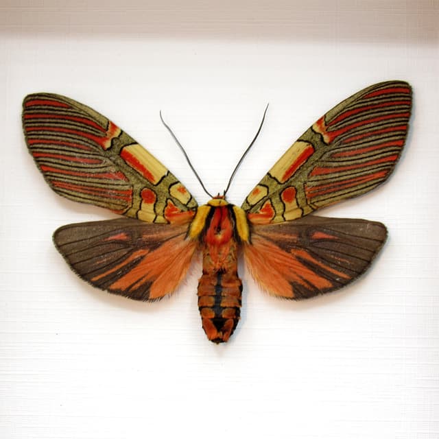 Rare red Erebid moth framed taxidermy - Anaxita constricta