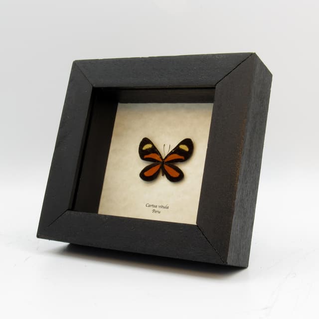 Tiny orange framed taxidermy butterfly - Cartea vitula