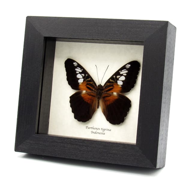 Real New Guinea Clipper butterfly framed taxidermy - Parthenos tigrina