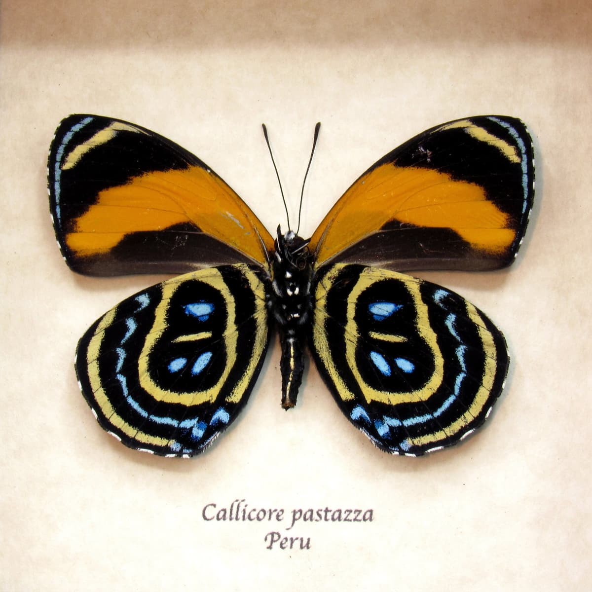 Real 88 Excelsior butterfly framed taxidermy - Callicore pastazza