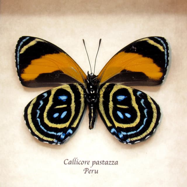 Real 88 Excelsior butterfly framed taxidermy - Callicore pastazza