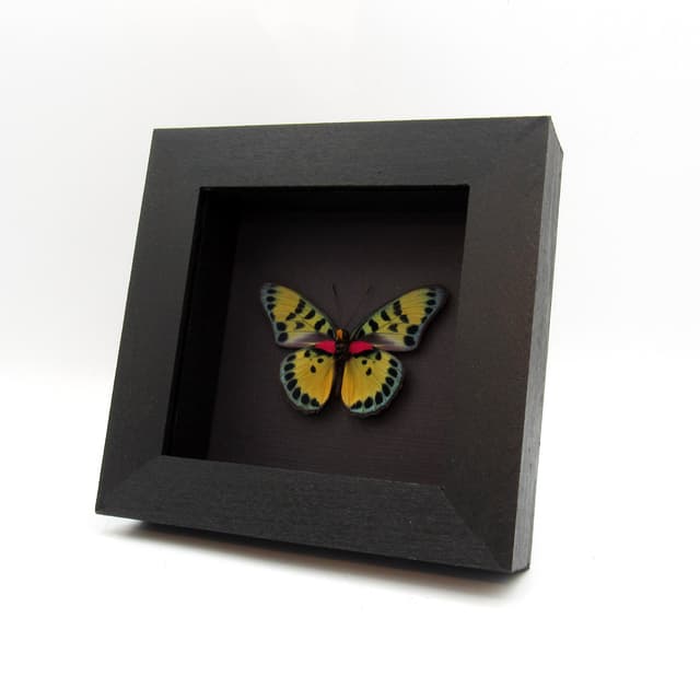 Rare fuchsia True Forester butterfly framed taxidermy - Euphaedra cyparissa