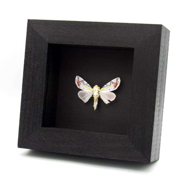 Rare metallic Picasso moth framed taxidermy - Baorisa hieroglyphica - minor damage/missing antenna