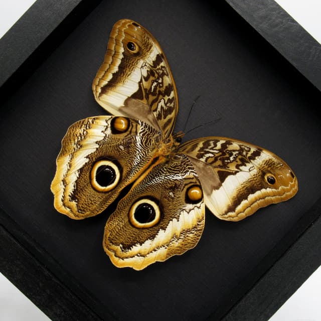Real XL Golden Owl butterfly framed taxidermy - Caligo atreus
