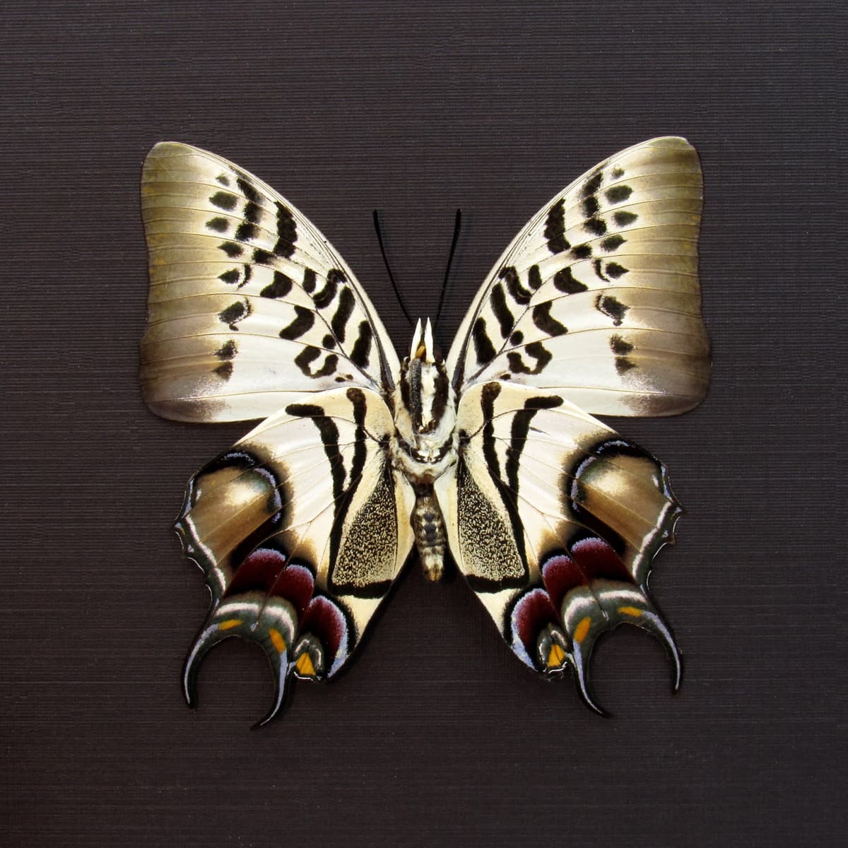 Stunning rare butterfly framed taxidermy - Polyura dehanii