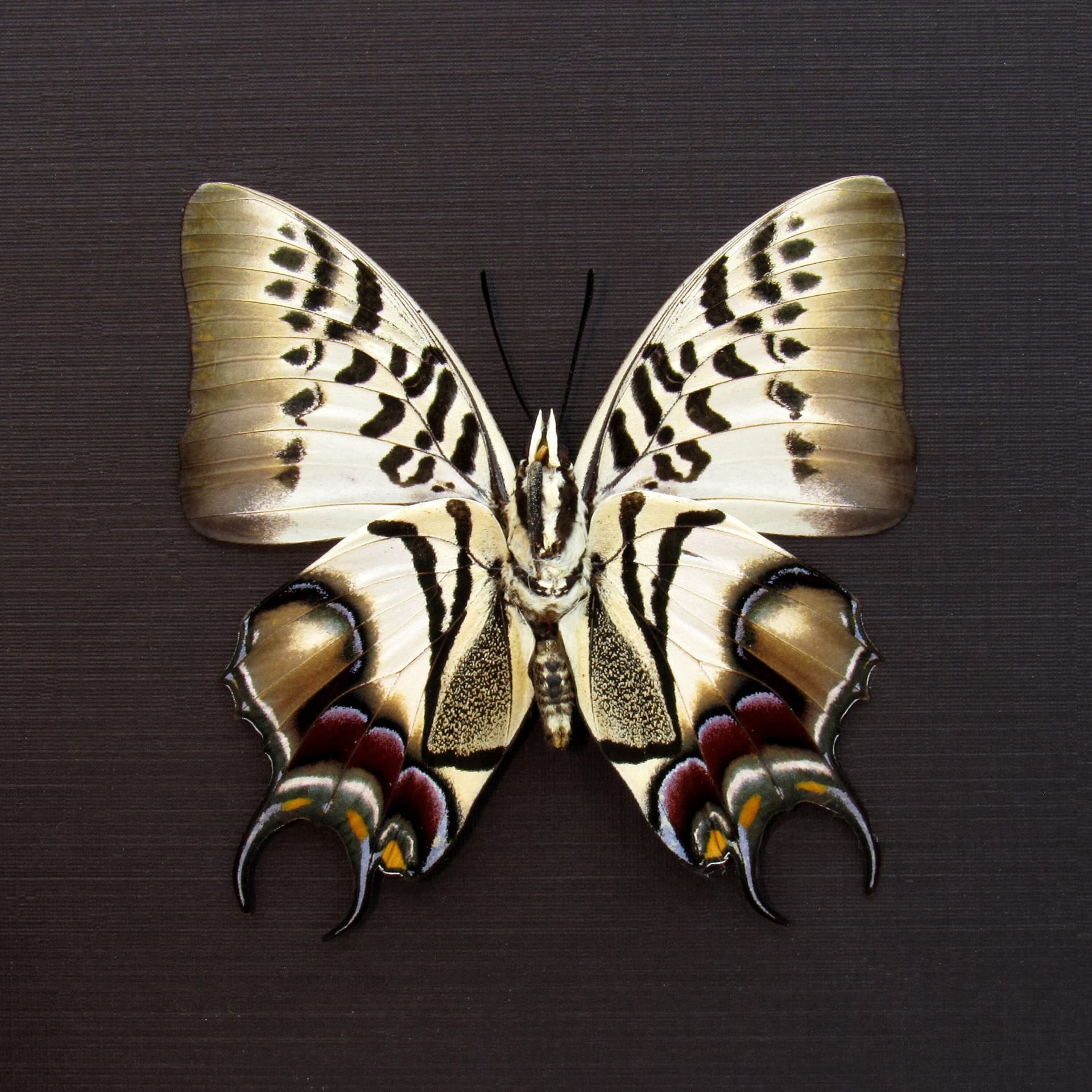 Stunning rare butterfly framed taxidermy - Polyura dehanii