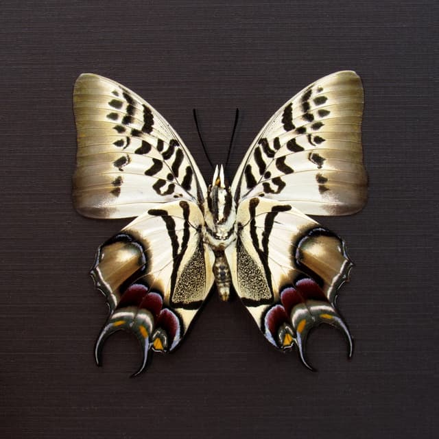 Stunning rare butterfly framed taxidermy - Polyura dehanii