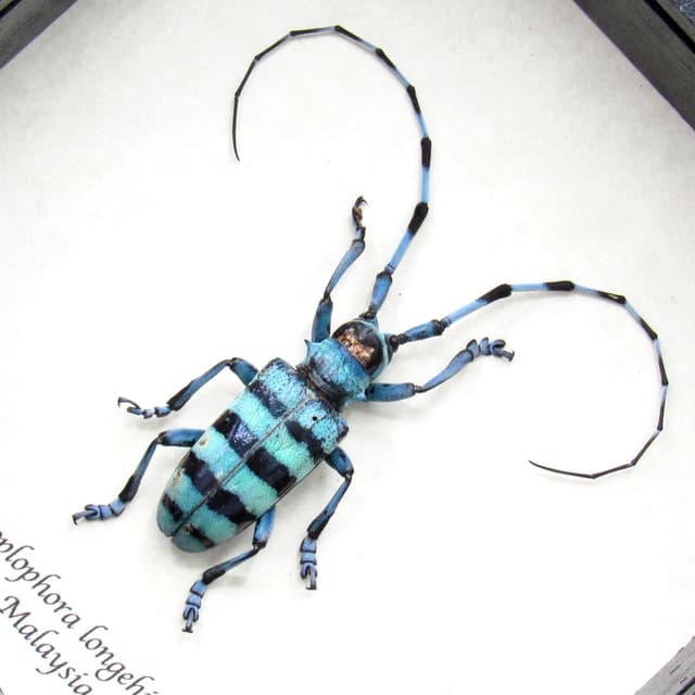 Real blue Longhorn beetle framed taxidermy - Anoplophora longehisuta