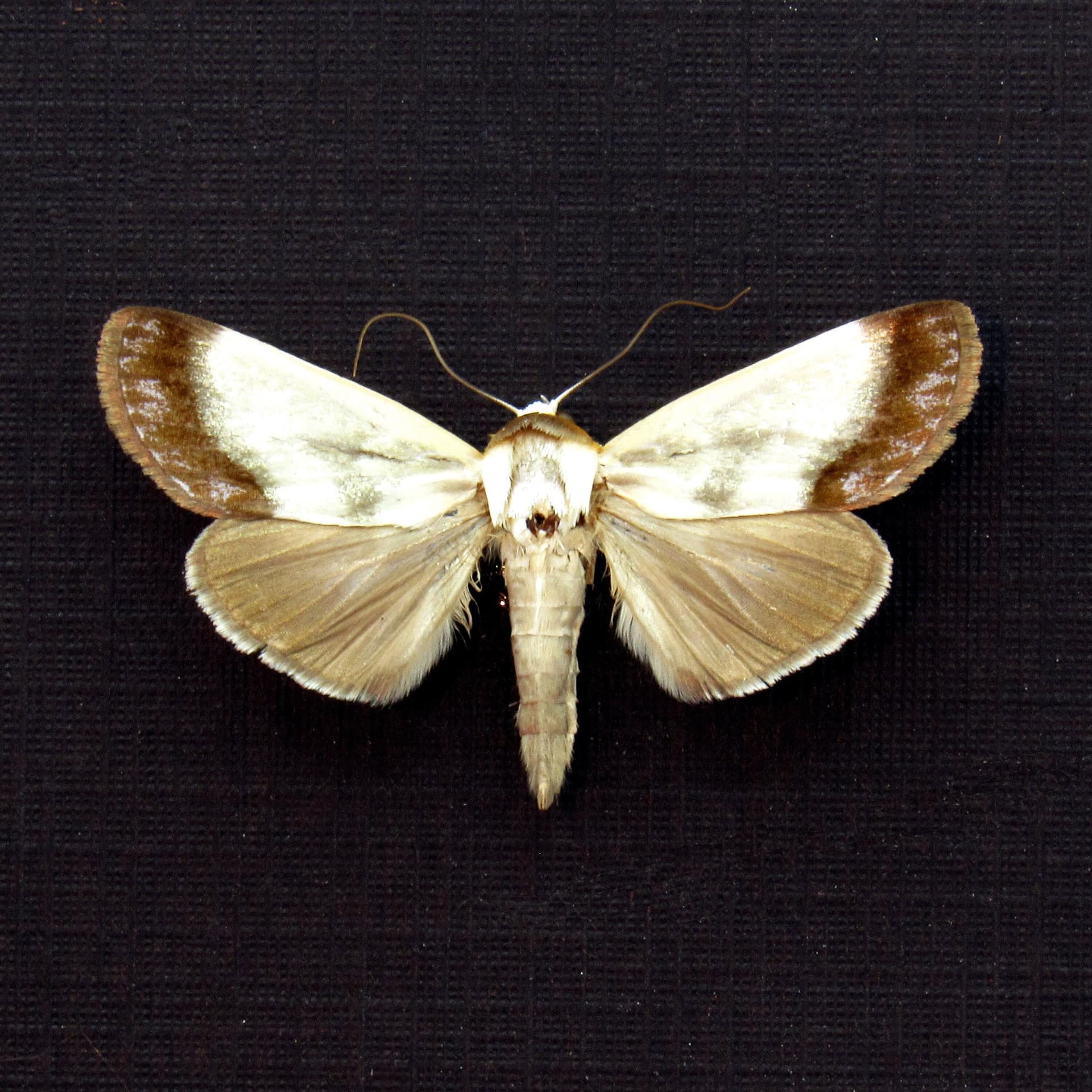 Real silver metallic Noctuid moth framed taxidermy - Westermannia triangularis