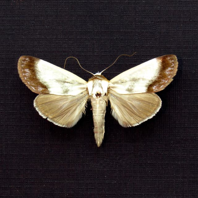 Real silver metallic Noctuid moth framed taxidermy - Westermannia triangularis