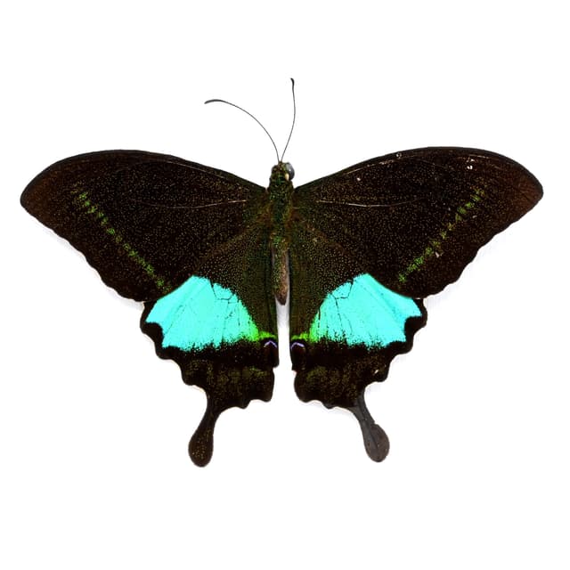 Real Paris Peacock butterfly framed taxidermy - Papilio paris - Victorian mount - 2