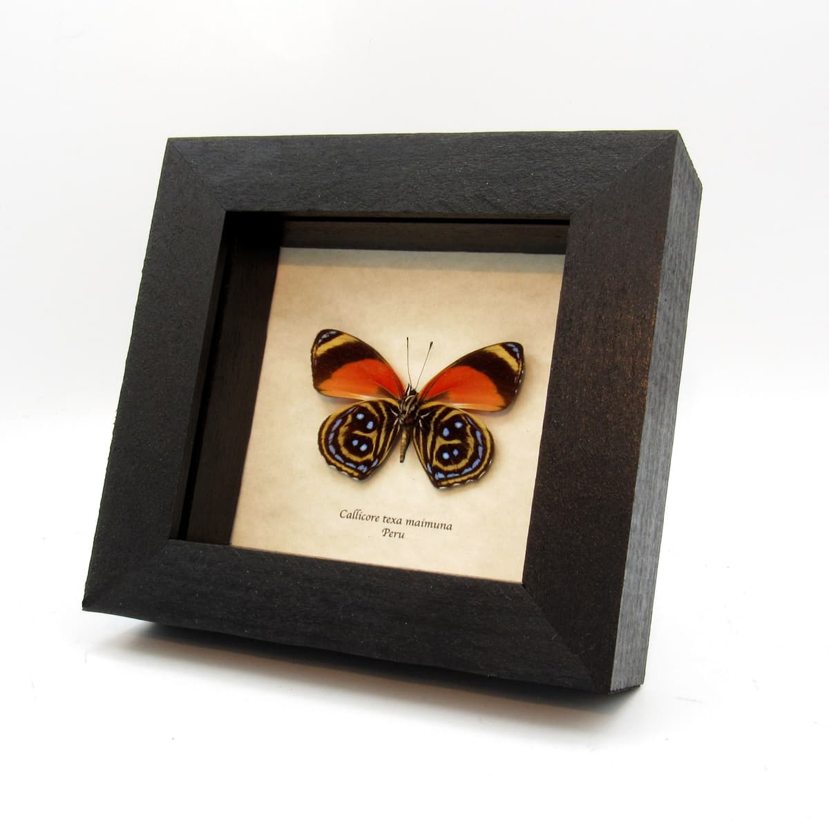 Real Texa Eighty-eight butterfly framed taxidermy - Callicore texa maimuna