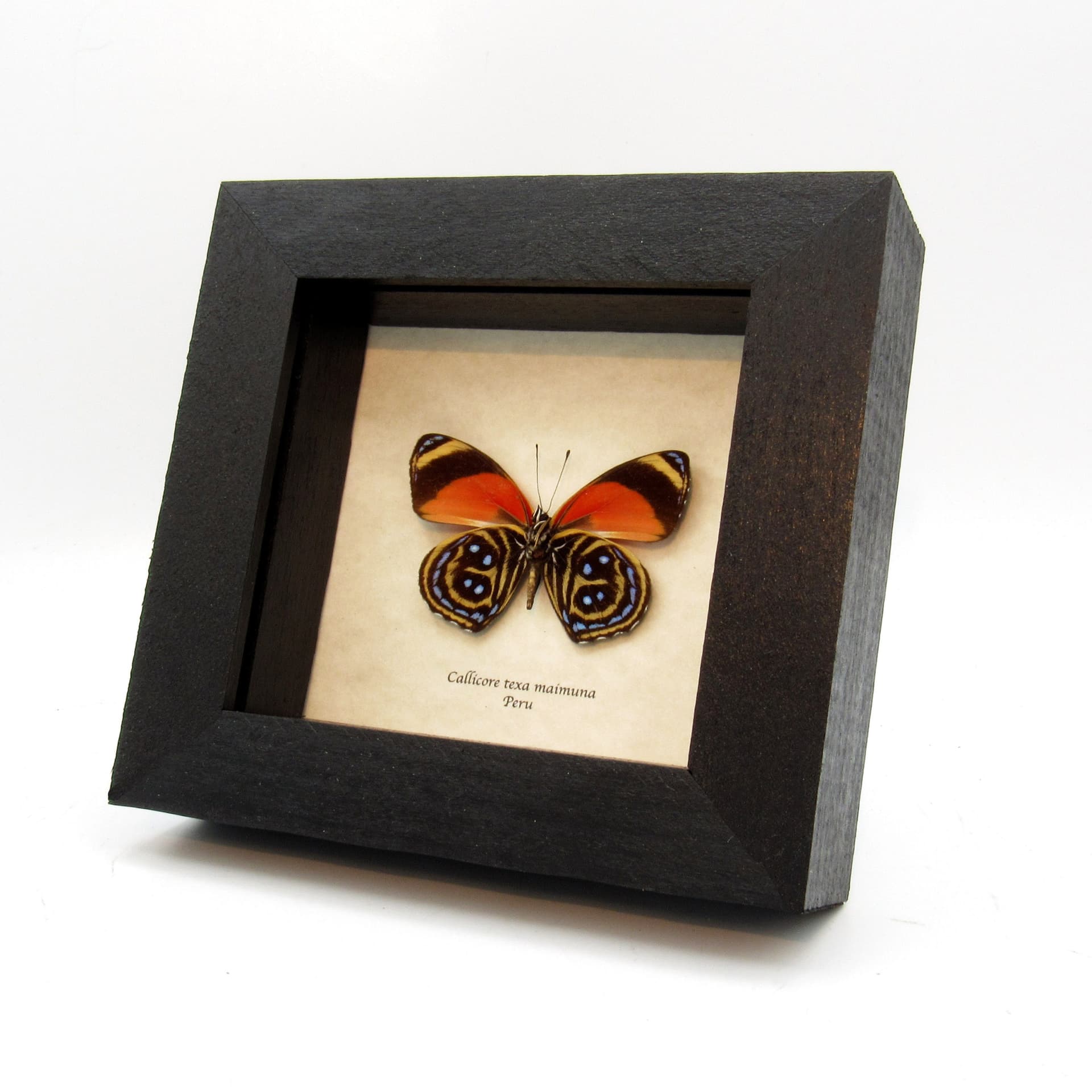 Real Texa Eighty-eight butterfly framed taxidermy - Callicore texa maimuna