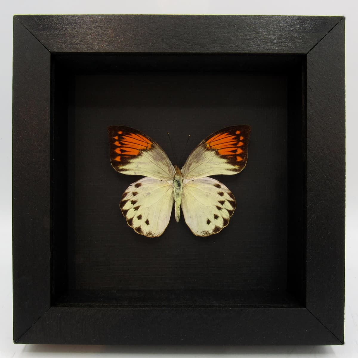 Real Orange Tip butterfly framed taxidermy - Hebomoia glaucippe - female