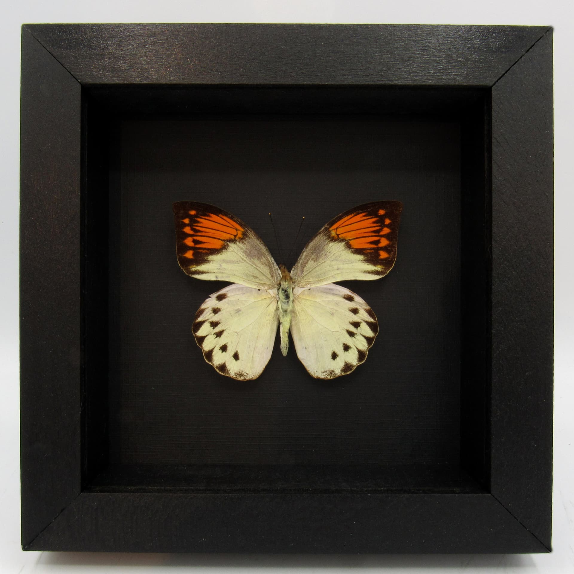 Real Orange Tip butterfly framed taxidermy - Hebomoia glaucippe - female