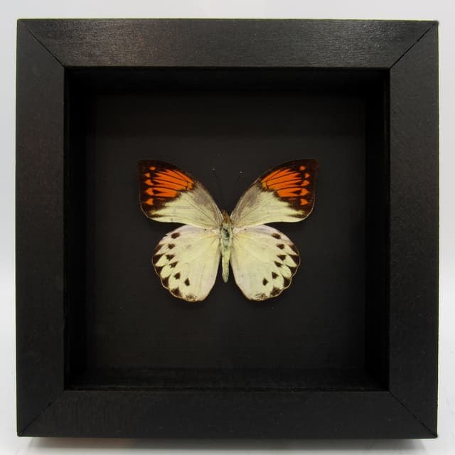 Real Orange Tip butterfly framed taxidermy - Hebomoia glaucippe - female