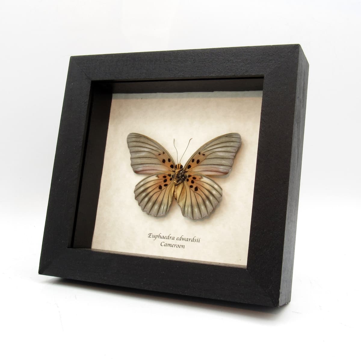 Real Forester butterfly framed taxidermy - Euphaedra edwardsii - large female
