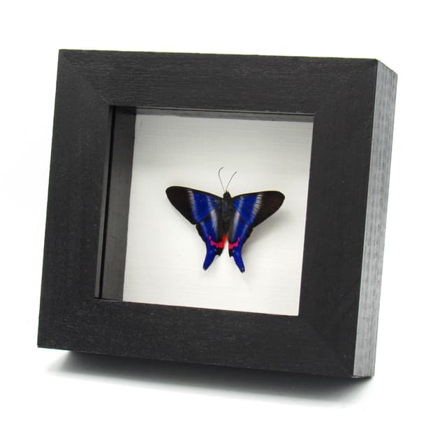 Real Metalmark butterfly framed taxidermy - Rhetus dysonii - Victorian mount