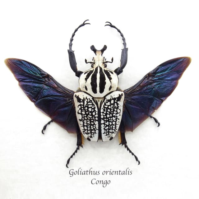 Real XXL Flower Beetle framed taxidermy - Goliathus orientalis