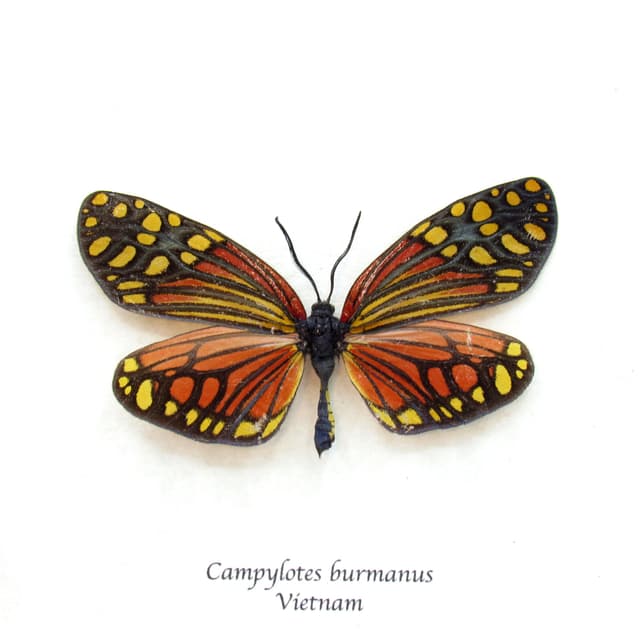 Real red Zygaenid moth framed taxidermy - Campylotes burmanus