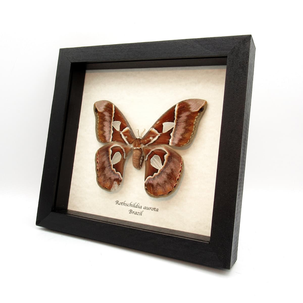 Rare XL Rothschildia Saturn moth framed taxidermy - Rothschildia aurota - female - minor damage