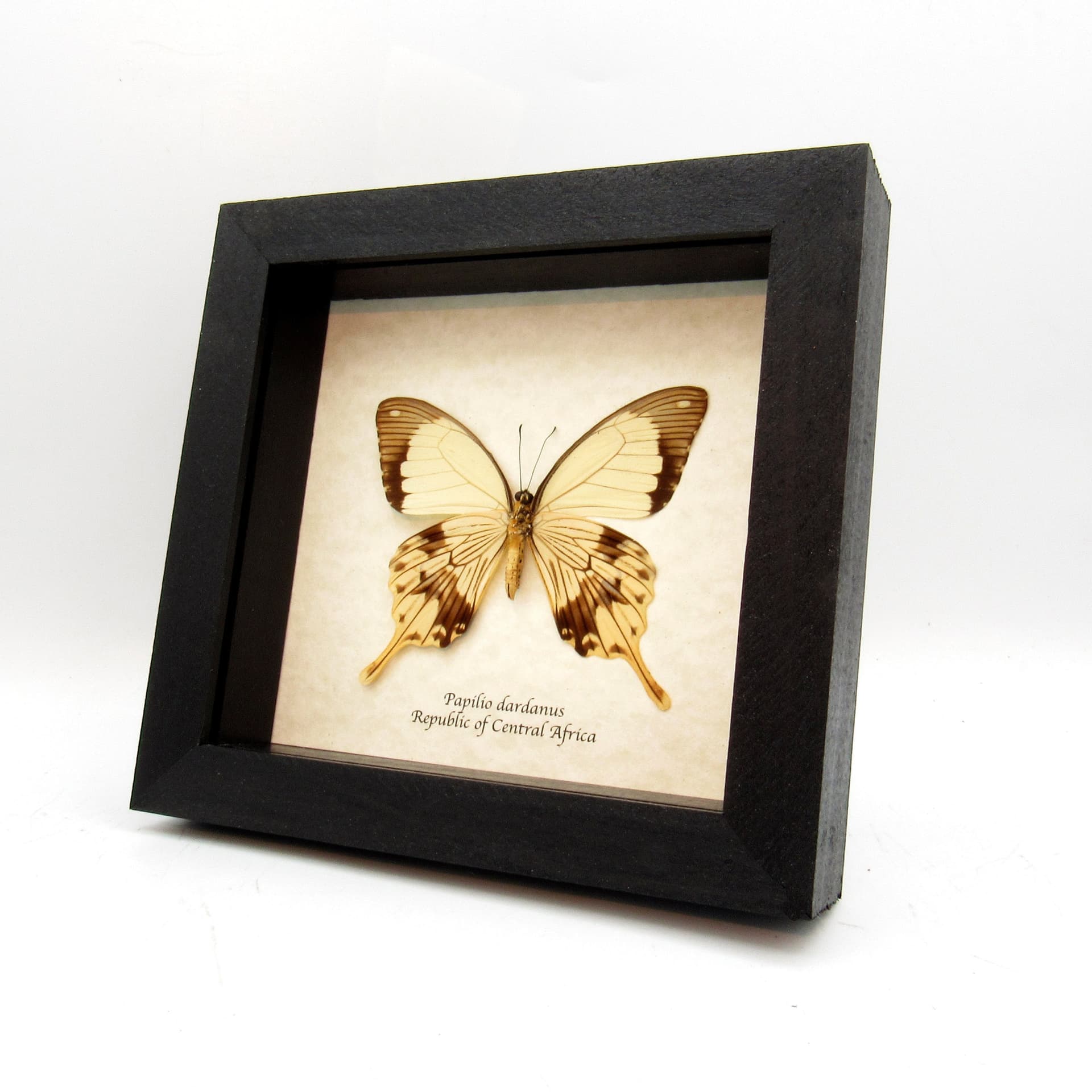 Real cream Swallowtail butterfly framed taxidermy - Papilio dardanus