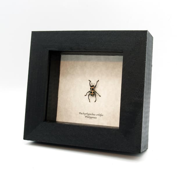 WEEVIL MANIA!  Real pink metallic beetle framed taxidermy - Pachyrhynchus orbifer