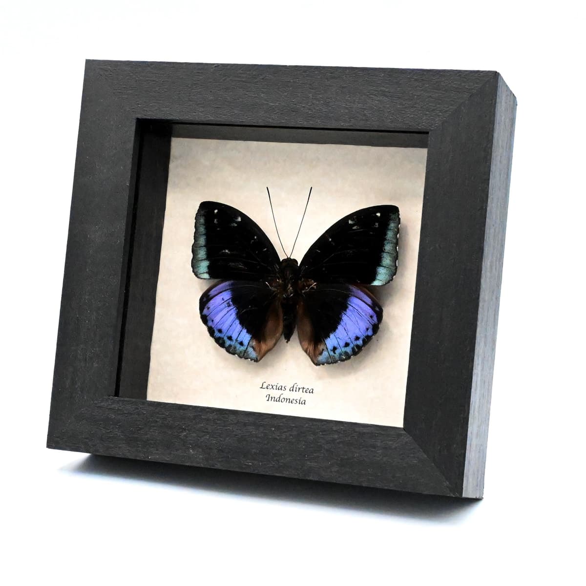 Real purple metallic butterfly framed taxidermy - Lexias dirtea