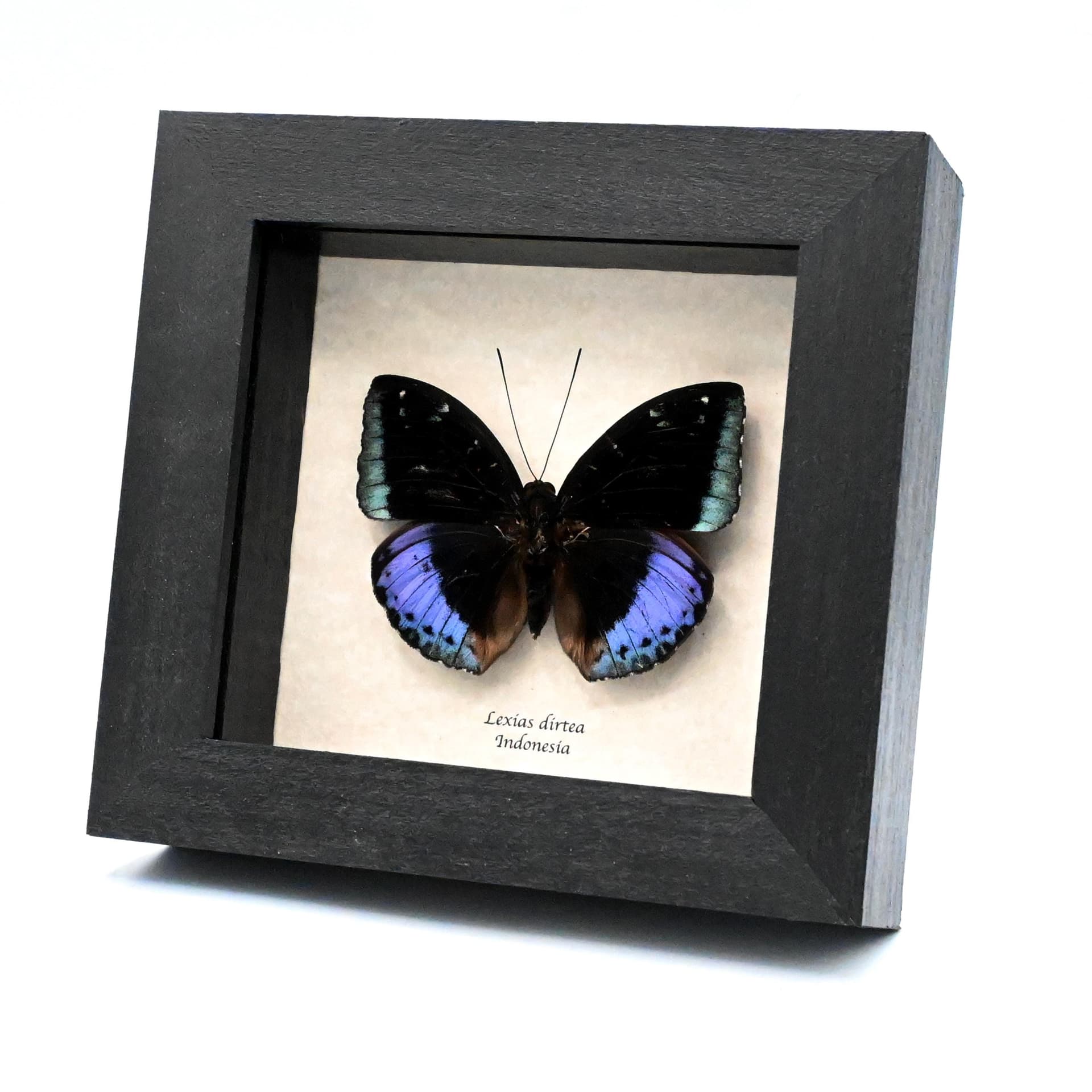 Real purple metallic butterfly framed taxidermy - Lexias dirtea