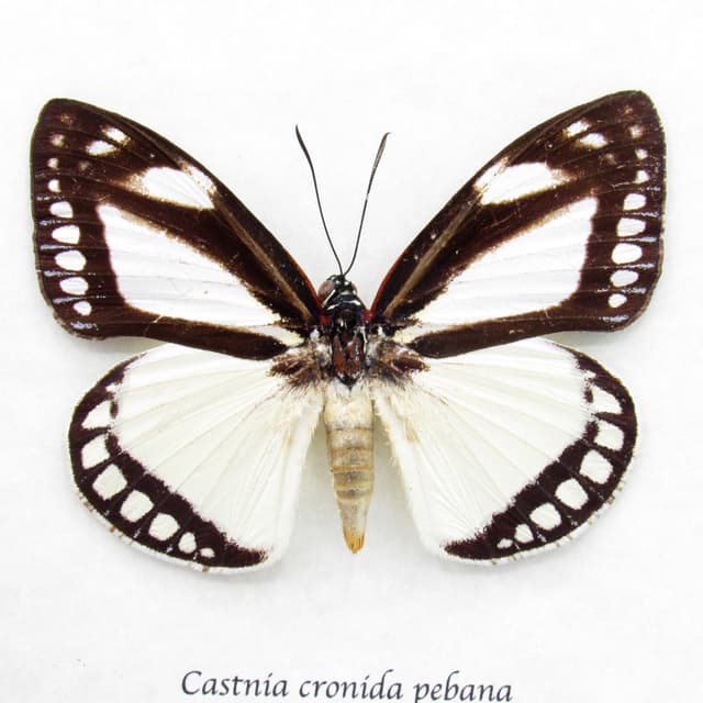 Rare Castnia moth framed taxidermy - Castnia cronida pebana