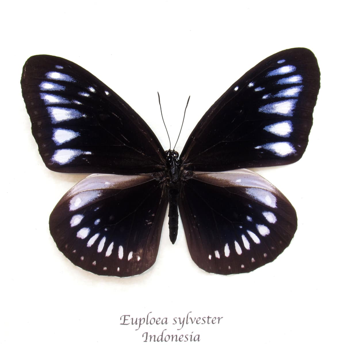 Real blue butterfly framed - Euploea sylvester
