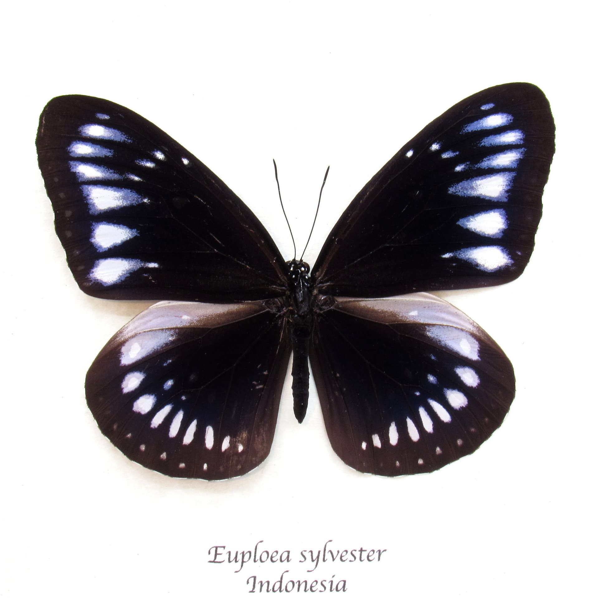 Real blue butterfly framed - Euploea sylvester
