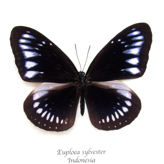 Real blue butterfly framed - Euploea sylvester