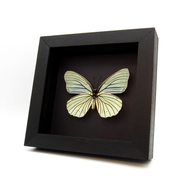 Real large pale green butterfly framed taxidermy - Hestina assimilis mena - female