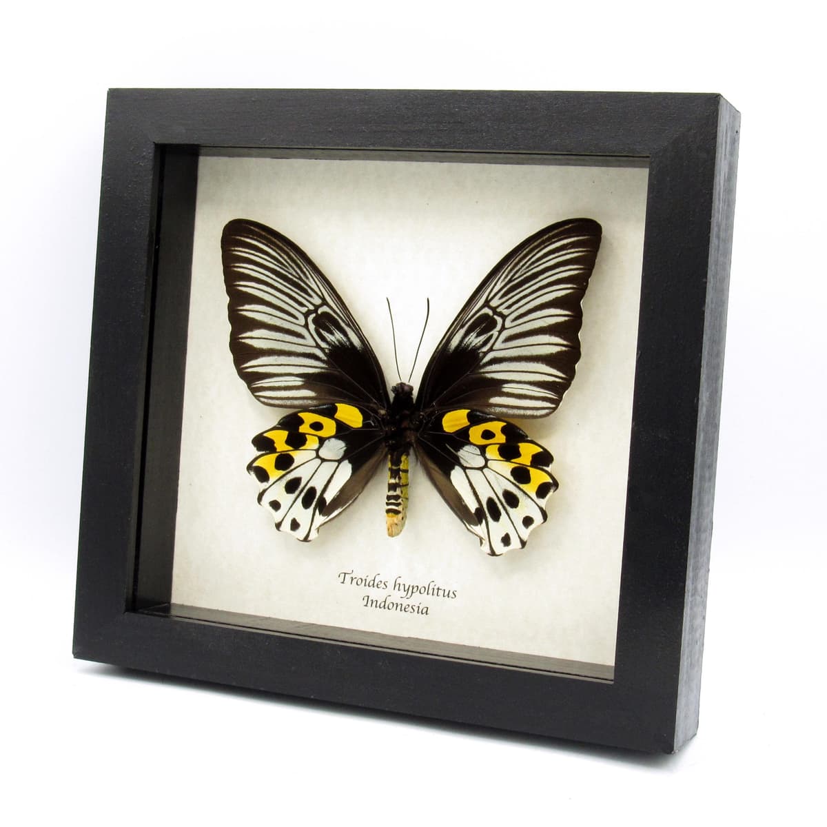 Real XL Birdwing butterfly framed taxidermy - Troides hypolitus - female