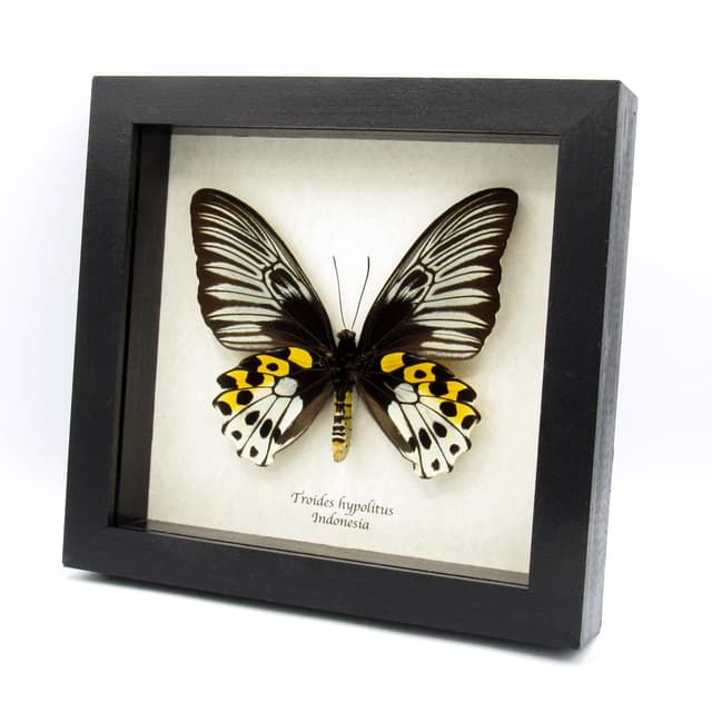 Real XL Birdwing butterfly framed taxidermy - Troides hypolitus - female