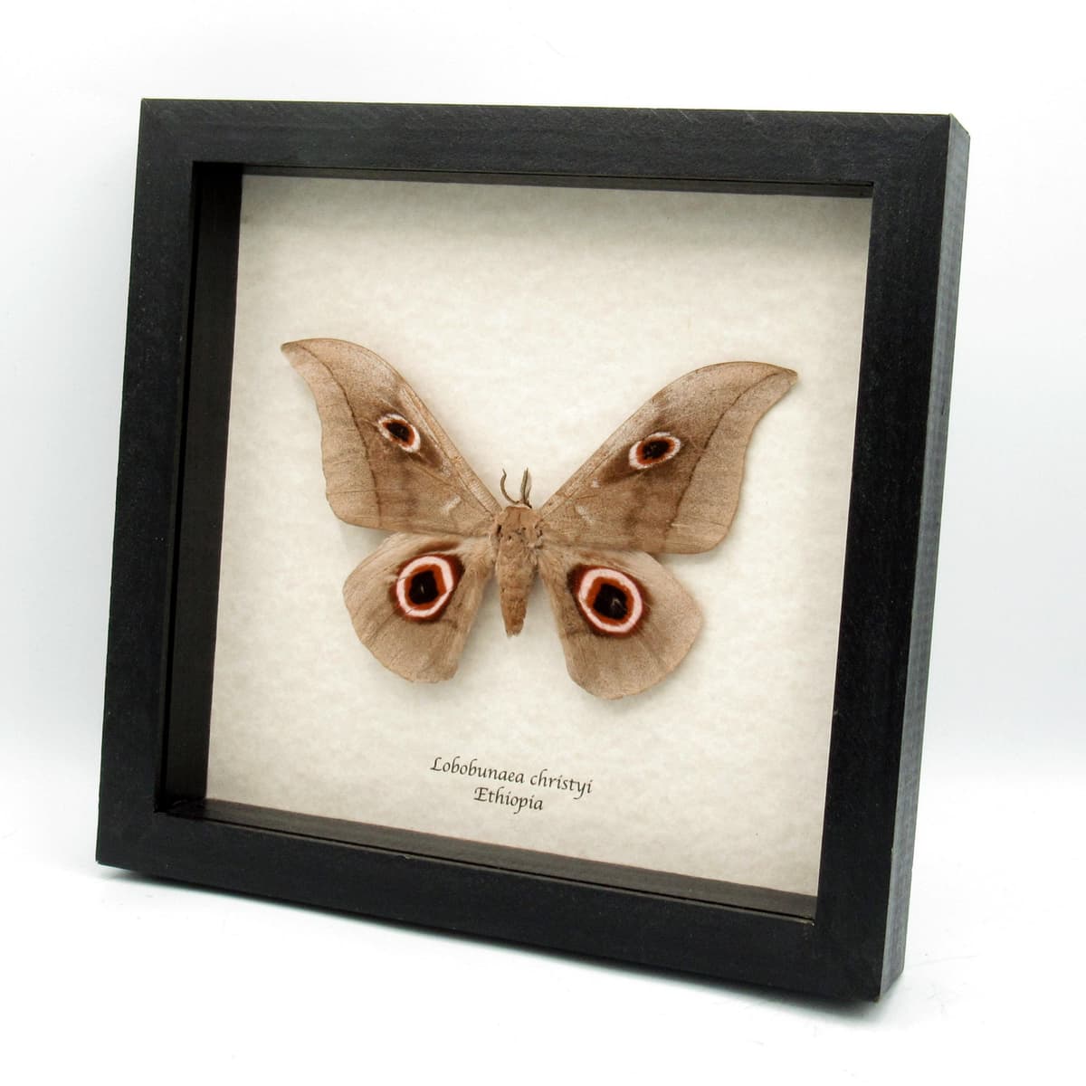 Real Giant Saturn moth framed taxidermy - Lobobunaea phaedusa christyi