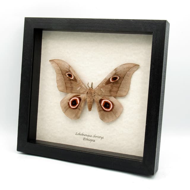 Real Giant Saturn moth framed taxidermy - Lobobunaea phaedusa christyi