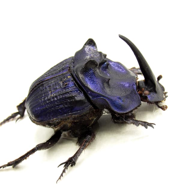 Rare Giant Purple Scarab beetle framed taxidermy - Megaphanaeus lancifer - XL specimen