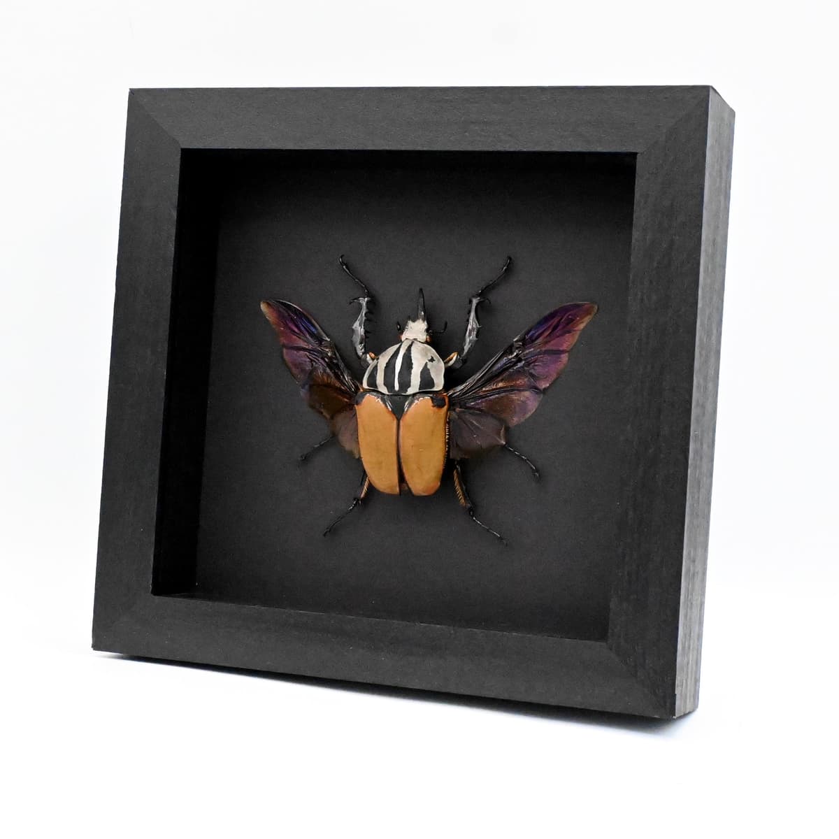Real Giant Flower beetle framed - Mecynorhina oberthuri unicolor