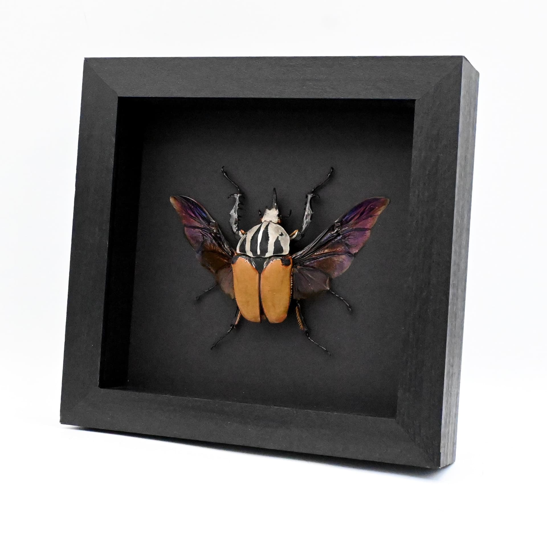 Real Giant Flower beetle framed - Mecynorhina oberthuri unicolor