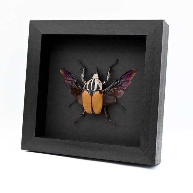 Real Giant Flower beetle framed - Mecynorhina oberthuri unicolor