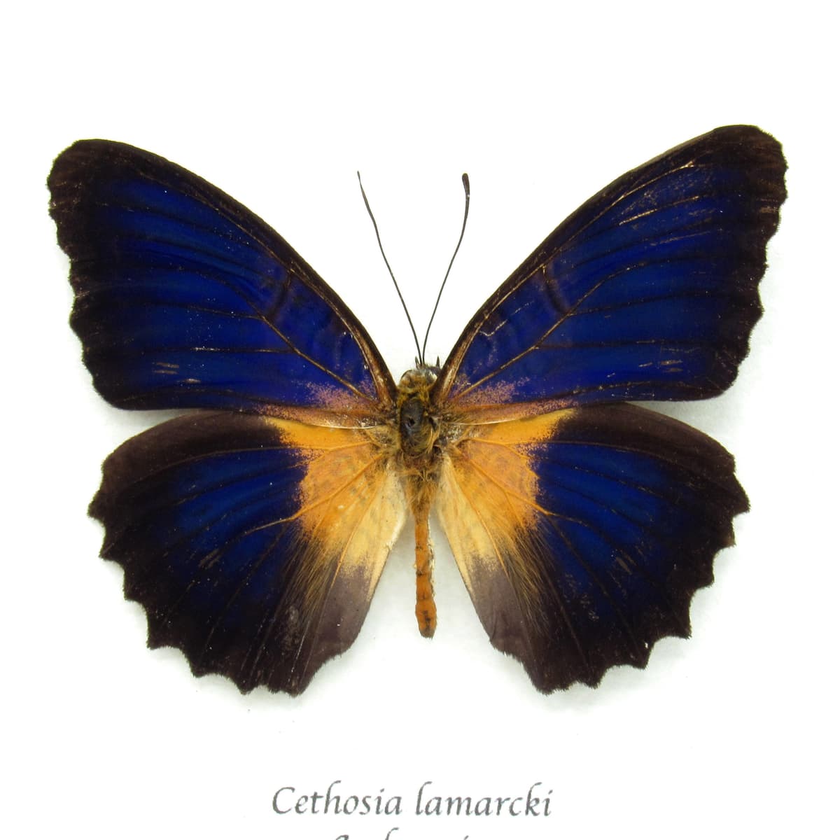 Real dark blue butterfly framed taxidermy - Cethosia lamarcki