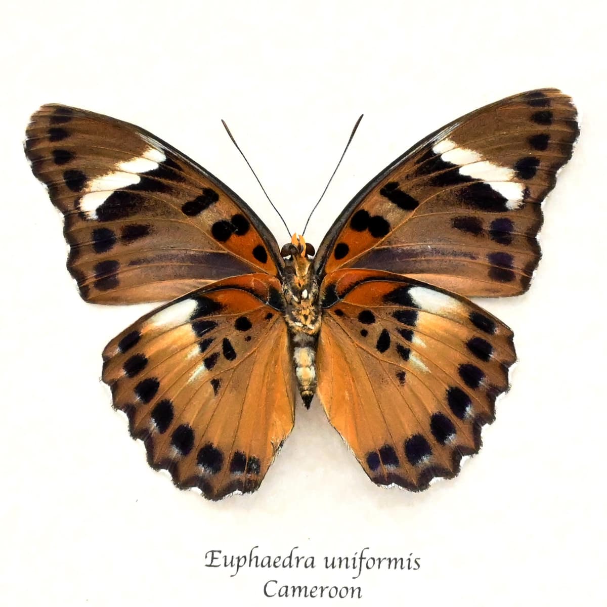 Real Forester butterfly framed specimen - Euphaedra uniformis - large female